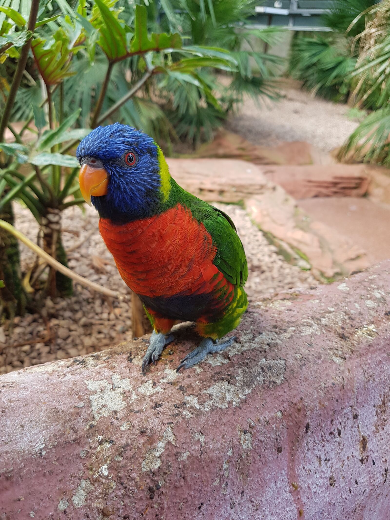 Samsung Galaxy S7 Edge sample photo. Lori, lorikeet, wedge tail photography