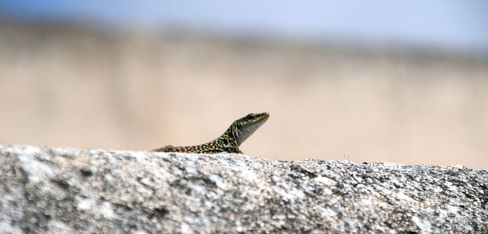 Nikon D3300 sample photo. Lizard, wall, animal photography