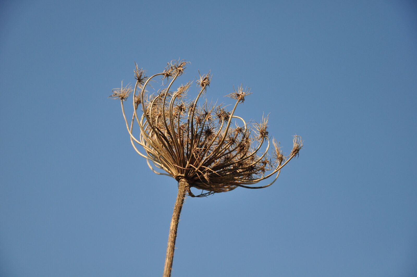 Nikon D90 sample photo. Dry, flower, plant photography