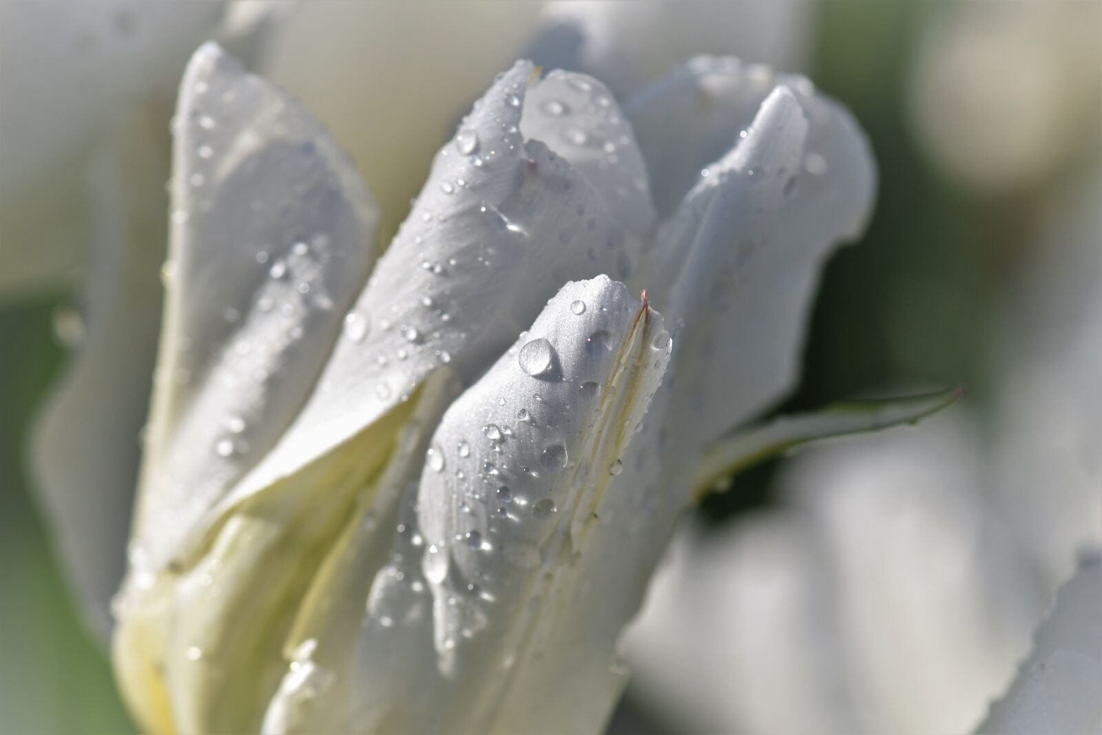 Nikon D5500 sample photo. Tulip, white, spring photography