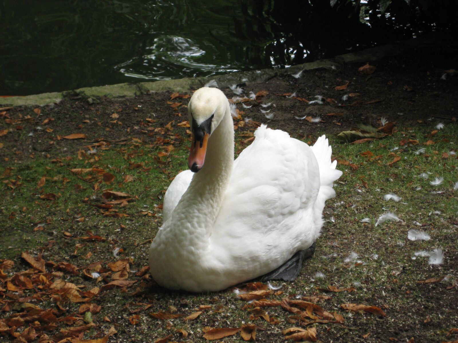 Canon DIGITAL IXUS 70 sample photo. Swan, swans, animals photography