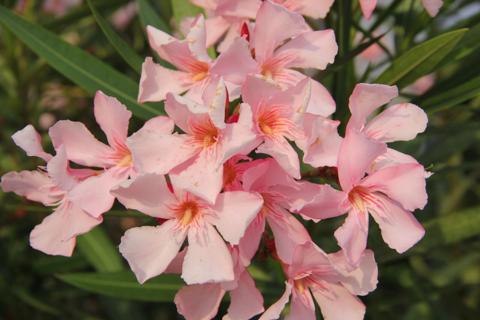 Canon EOS 60D sample photo. Oleander, flower, pink photography