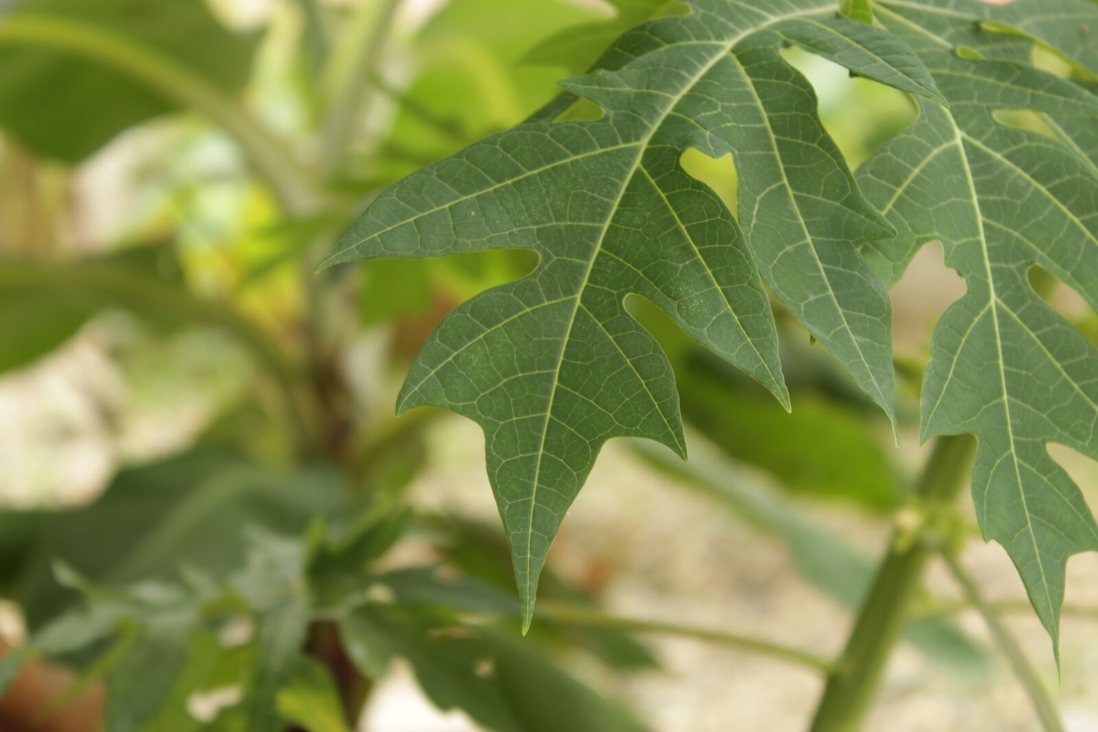 Canon EOS 1300D (EOS Rebel T6 / EOS Kiss X80) sample photo. Milky, frutabomba, leaf photography