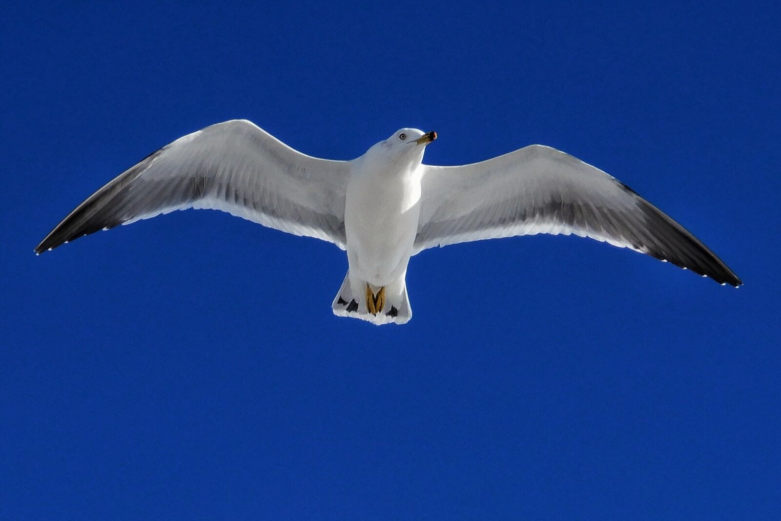 Nikon Coolpix A900 sample photo. Animal, sky, seagull photography