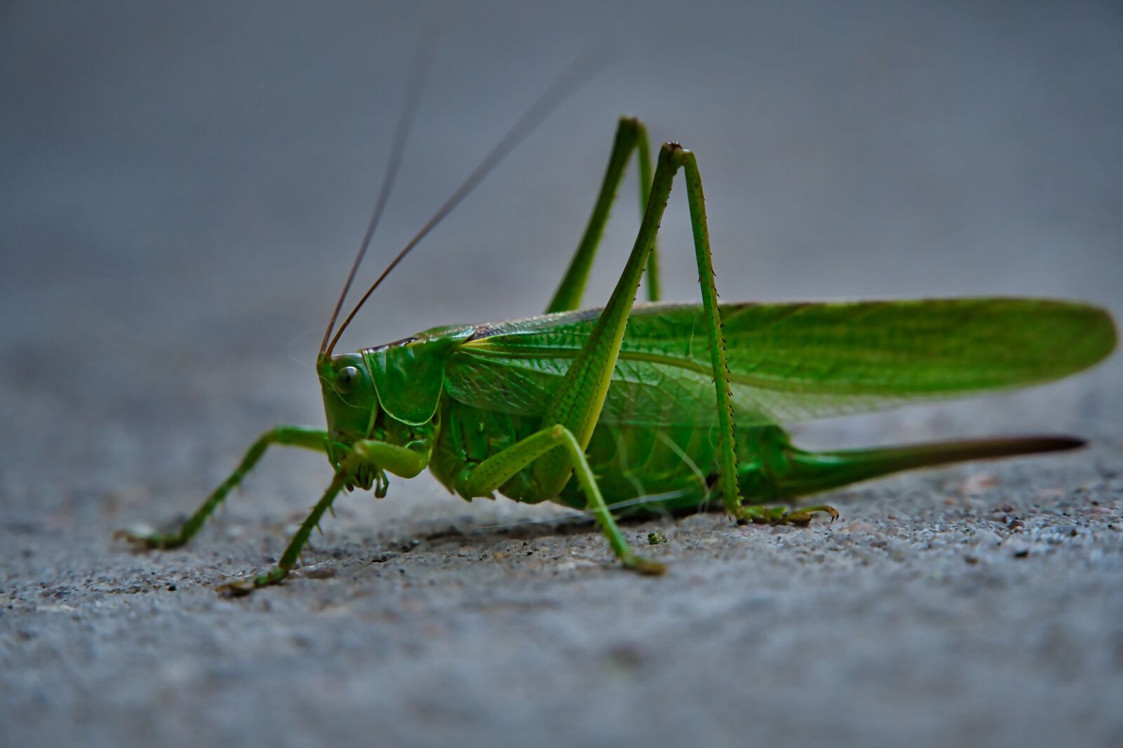 Sony a6400 sample photo. Grasshopper, hof, garden photography