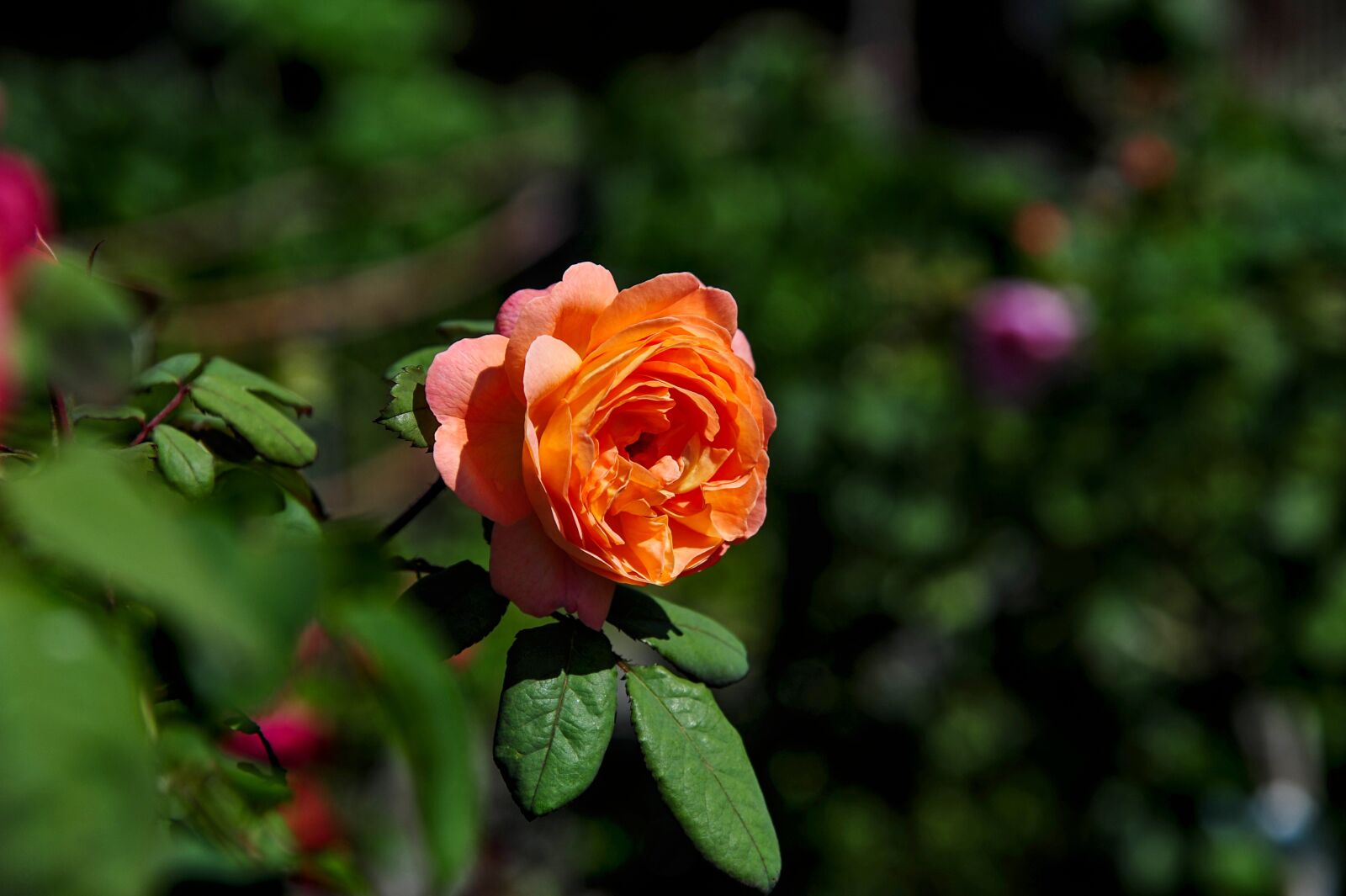 Nikon D700 sample photo. Rose, garden, nature photography