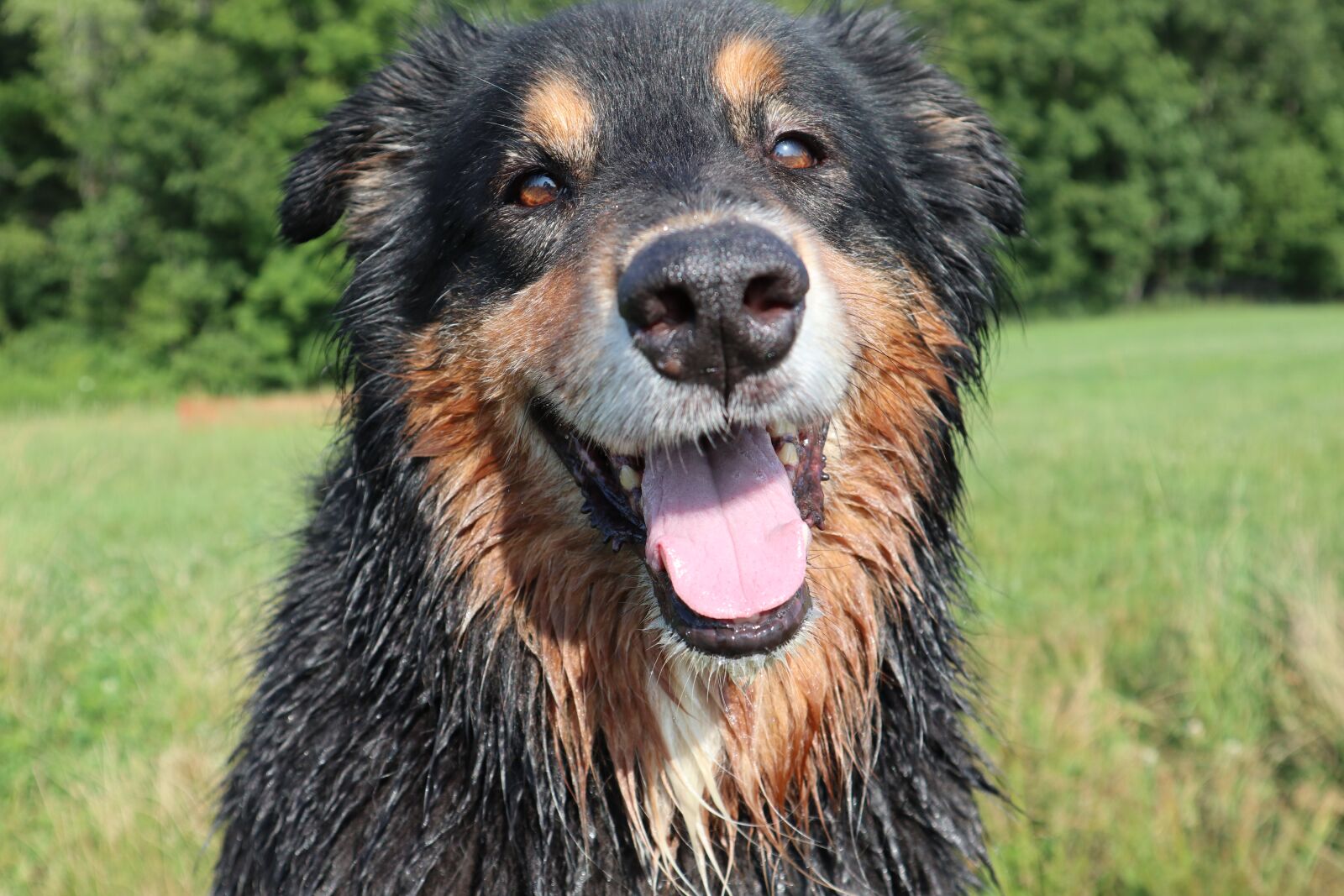 Canon EOS M6 sample photo. Dog, doggy, pet photography