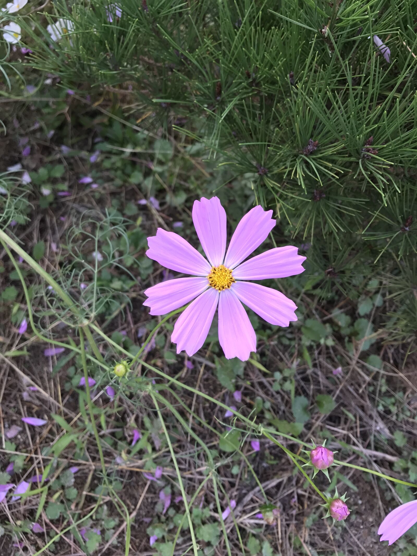 Apple iPhone 7 sample photo. Cosmos, pink, autumn photography