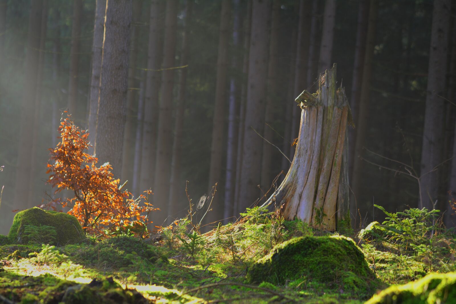 Nikon D5200 sample photo. Magic forest, forest, fairy photography