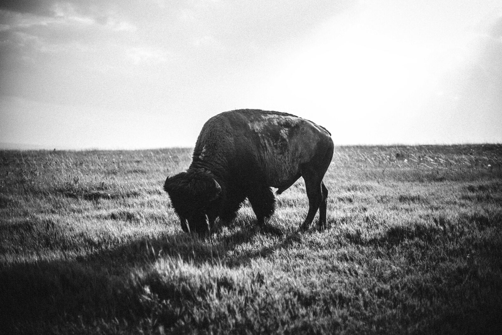 Canon EOS 6D + Canon EF 50mm F1.4 USM sample photo. Animal, black, and, white photography