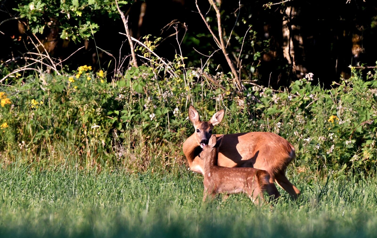 Nikon D500 sample photo. Roe, fawn, wild photography