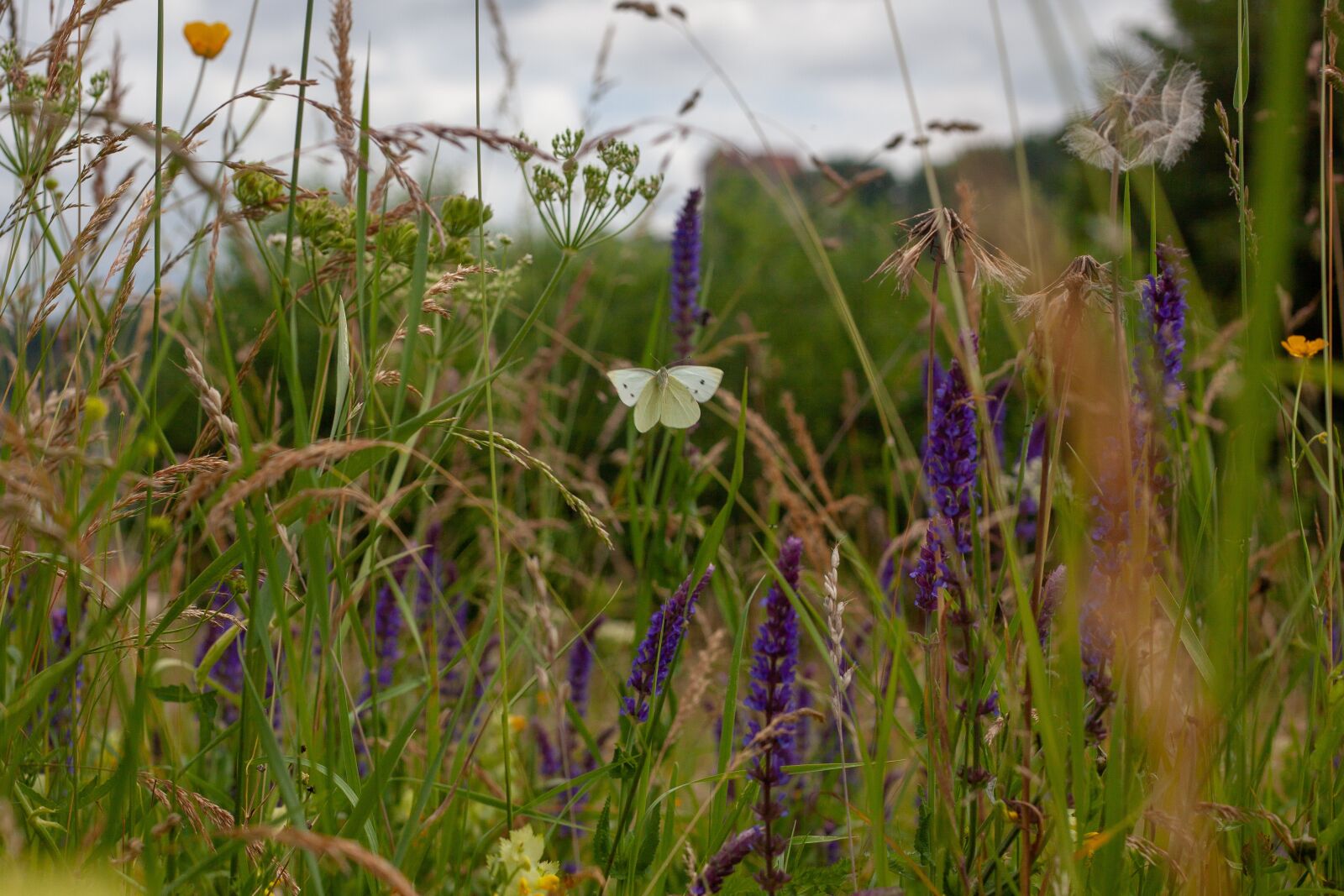 Canon EF 50mm F1.8 II sample photo. Wild meadow, meadow, butterfly photography