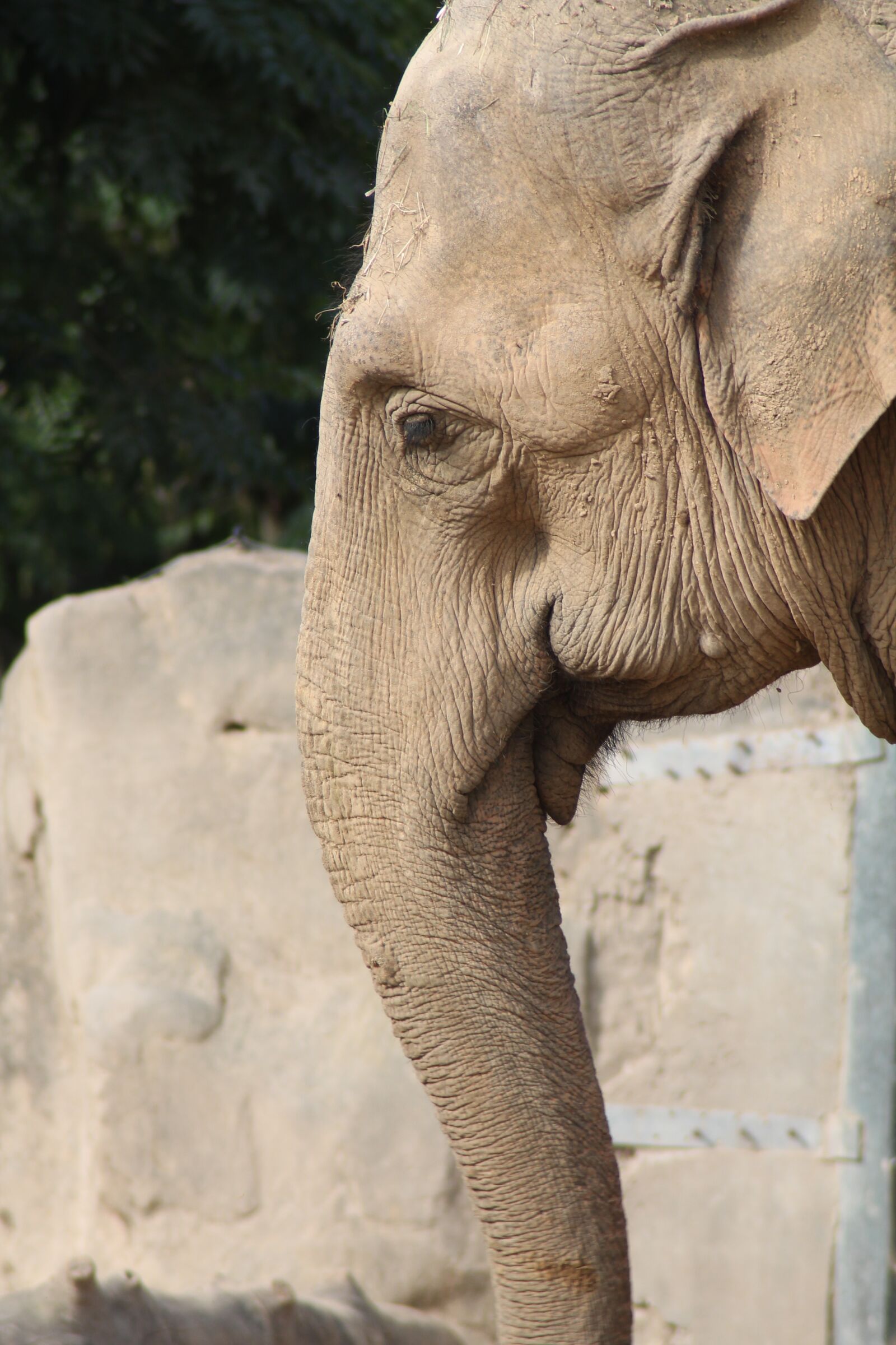 Canon EOS 1100D (EOS Rebel T3 / EOS Kiss X50) sample photo. Elephant, proboscis, pachyderm photography