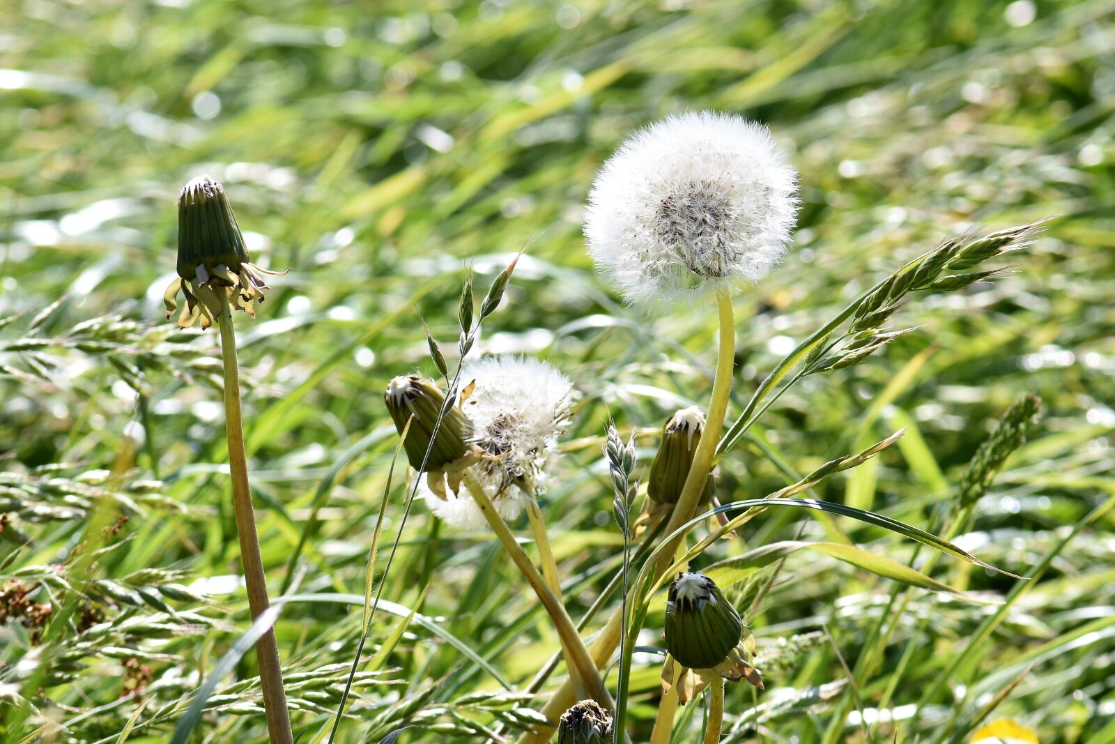 Nikon D5500 sample photo. Meadow, dandelion, spring photography