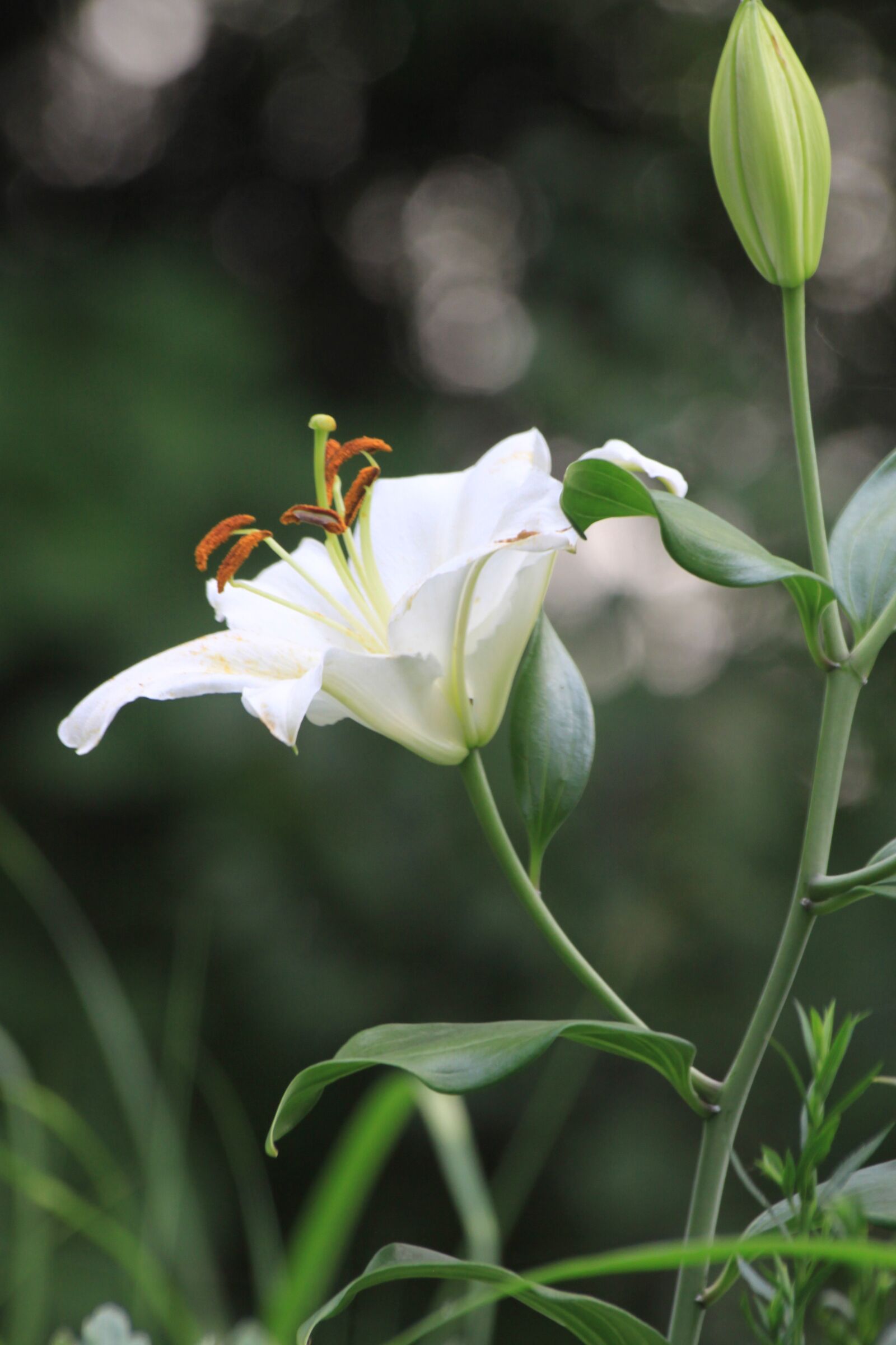 Canon EOS 50D sample photo. Lily, white lily, lily photography