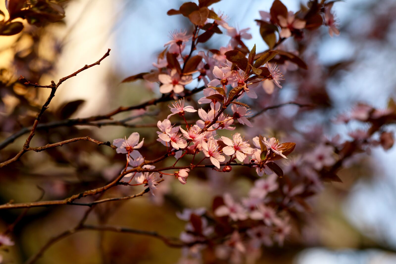 Canon EOS 750D (EOS Rebel T6i / EOS Kiss X8i) sample photo. A blossoming tree, pink photography