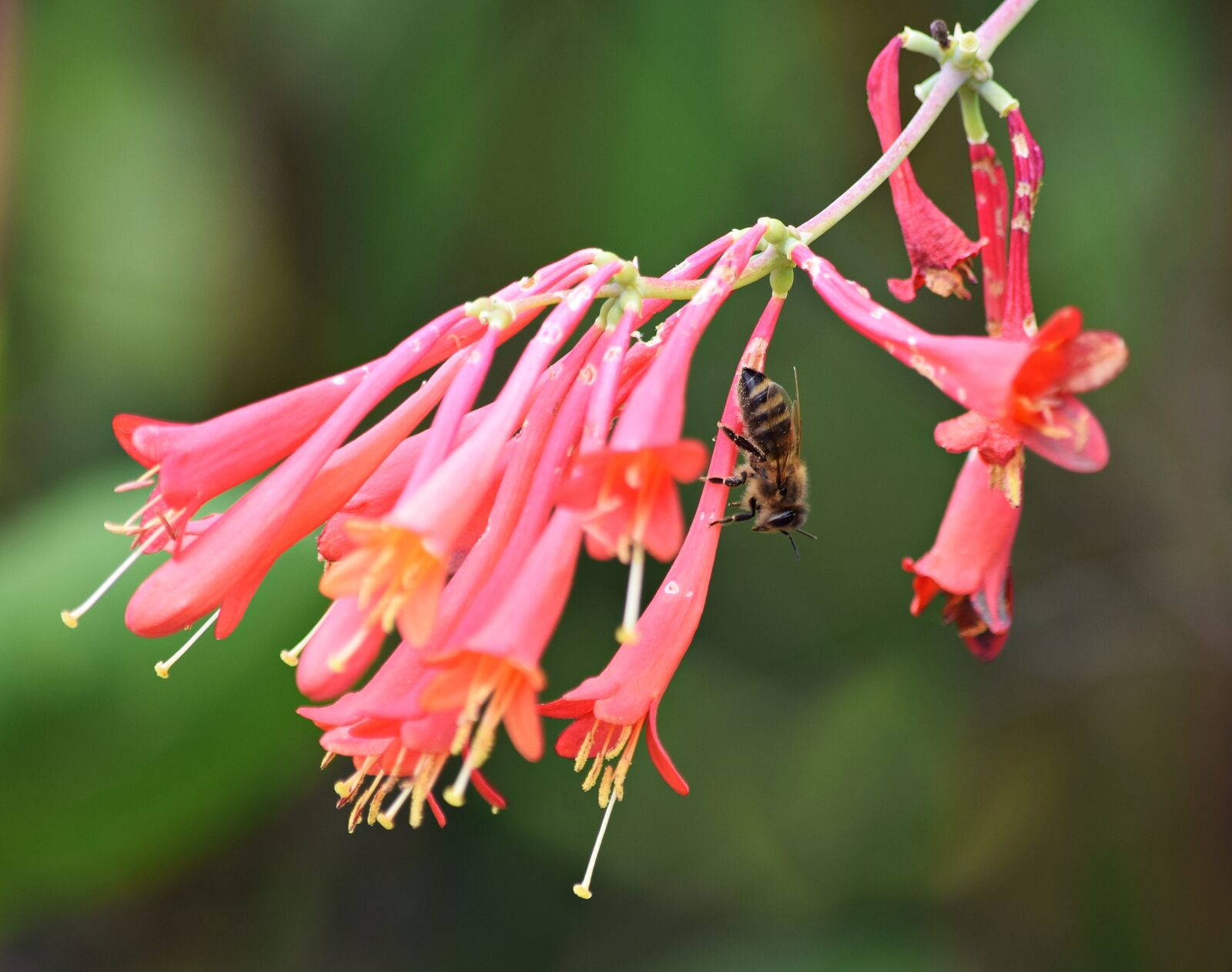 Nikon D5300 sample photo. Osa, flower, bee photography