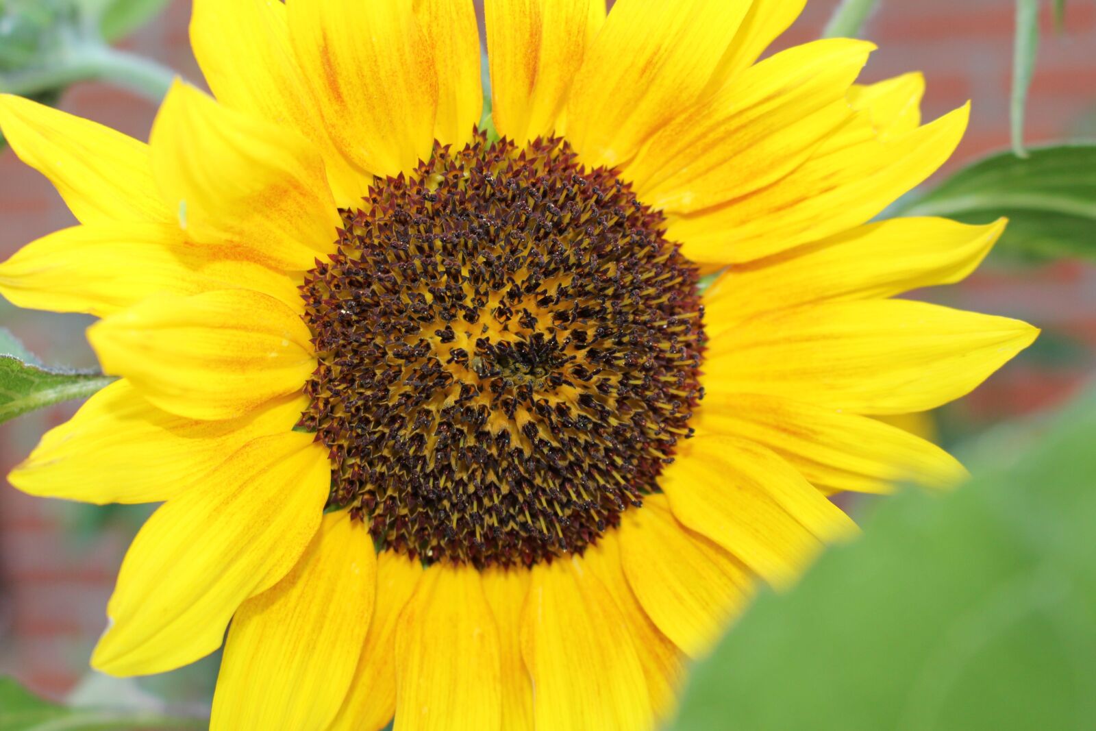 Canon EOS 700D (EOS Rebel T5i / EOS Kiss X7i) sample photo. Sunflower, flower, blossom photography