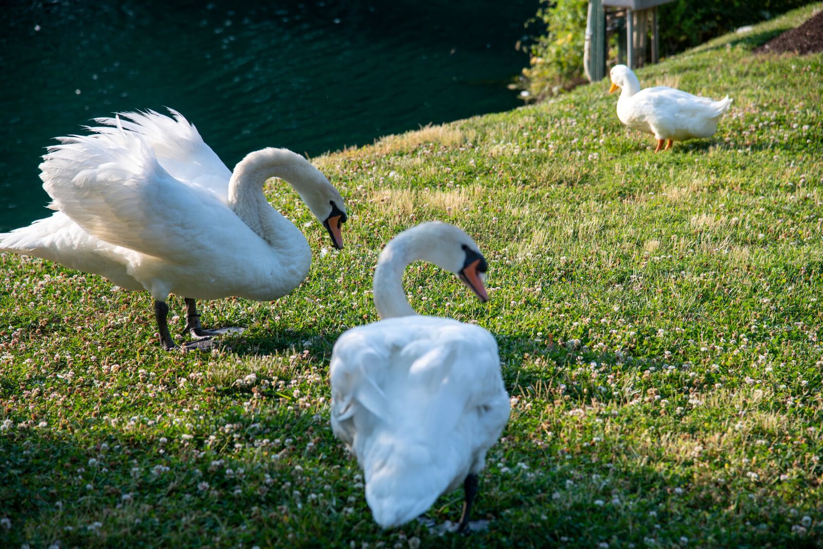 Nikon D850 sample photo. Swan, mute swan, white photography