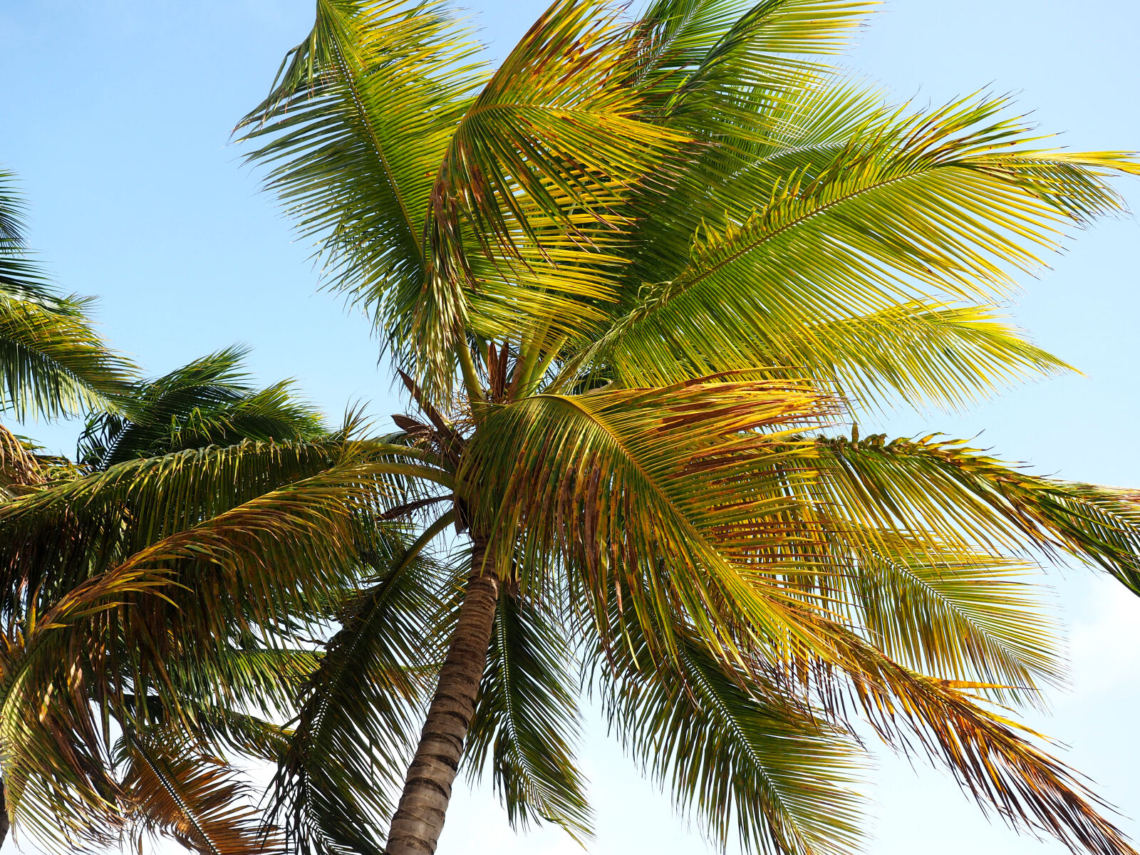 Olympus M.Zuiko Digital ED 12-40mm F2.8 Pro sample photo. Caribbean, coconut, tree, palm photography
