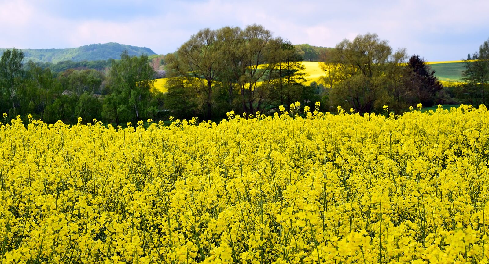 Nikon D3300 sample photo. Oilseed rape, blossom, bloom photography