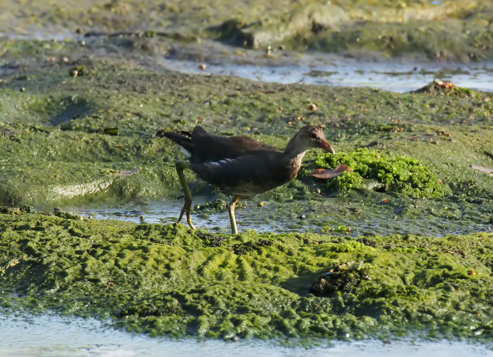 Olympus OM-D E-M1 sample photo. Juvenile, common, moorhen photography