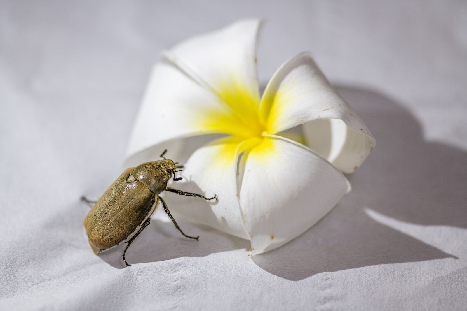 Nikon D850 sample photo. Beetle, flower, white photography