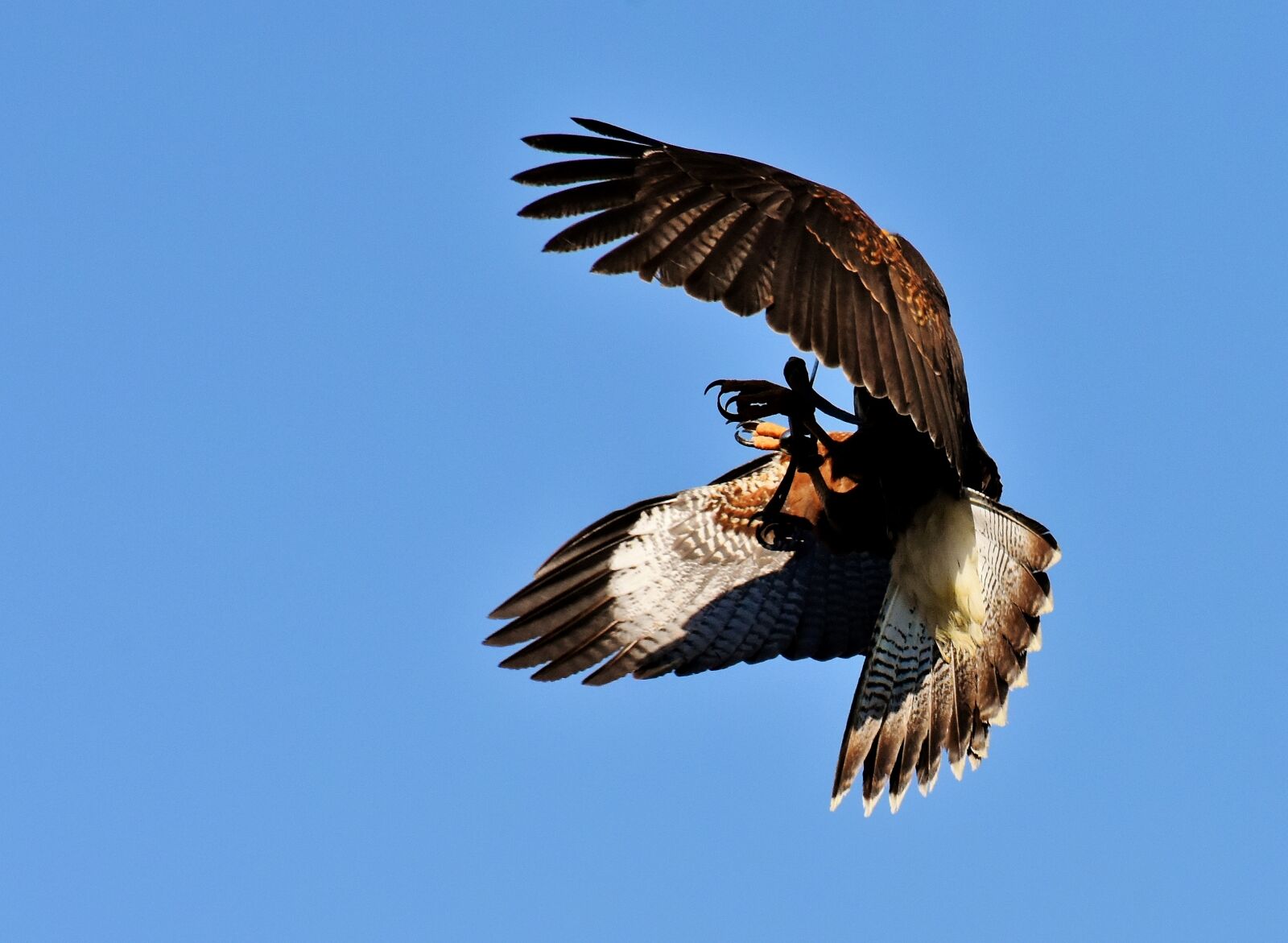 Nikon D7200 sample photo. Falcon, bird of prey photography
