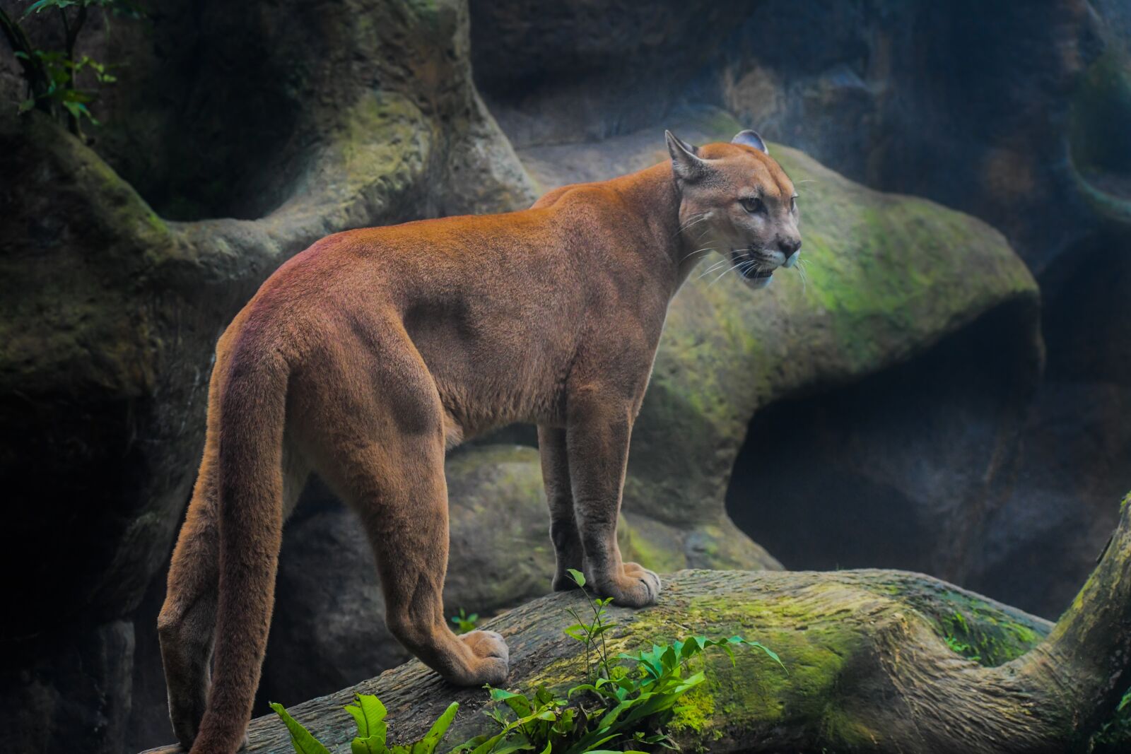 Nikon D7500 sample photo. Wild, dangerous, nature photography