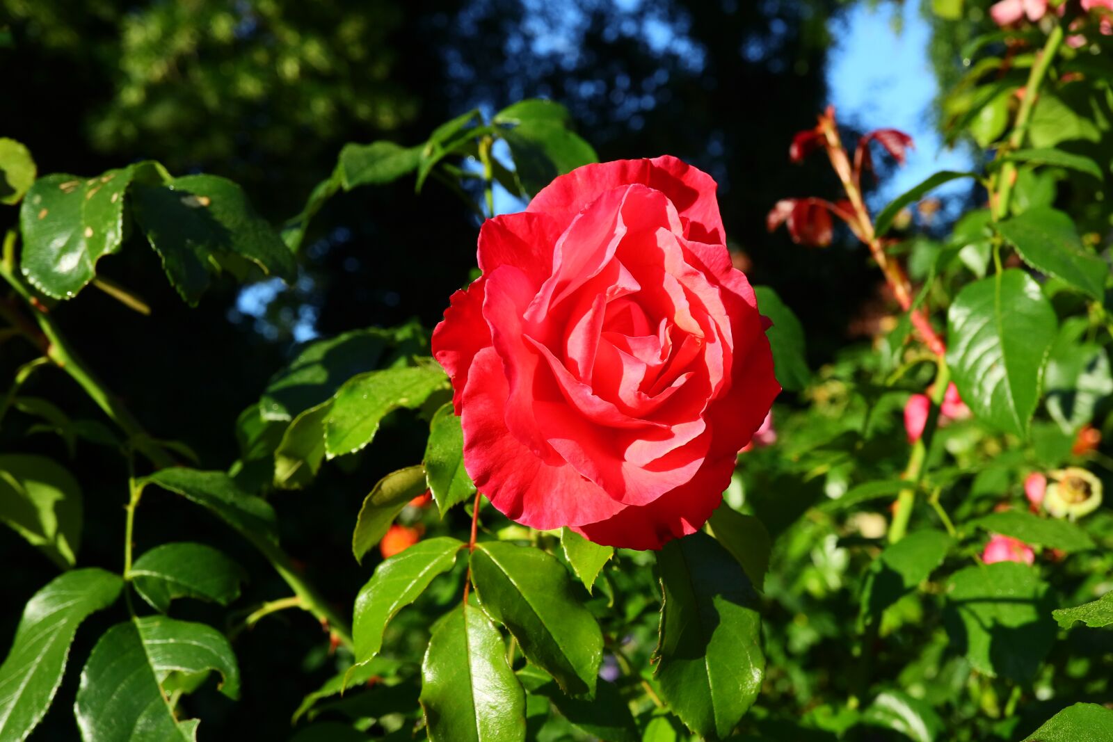 Canon EOS M5 sample photo. Rose, rosenstock, summer photography