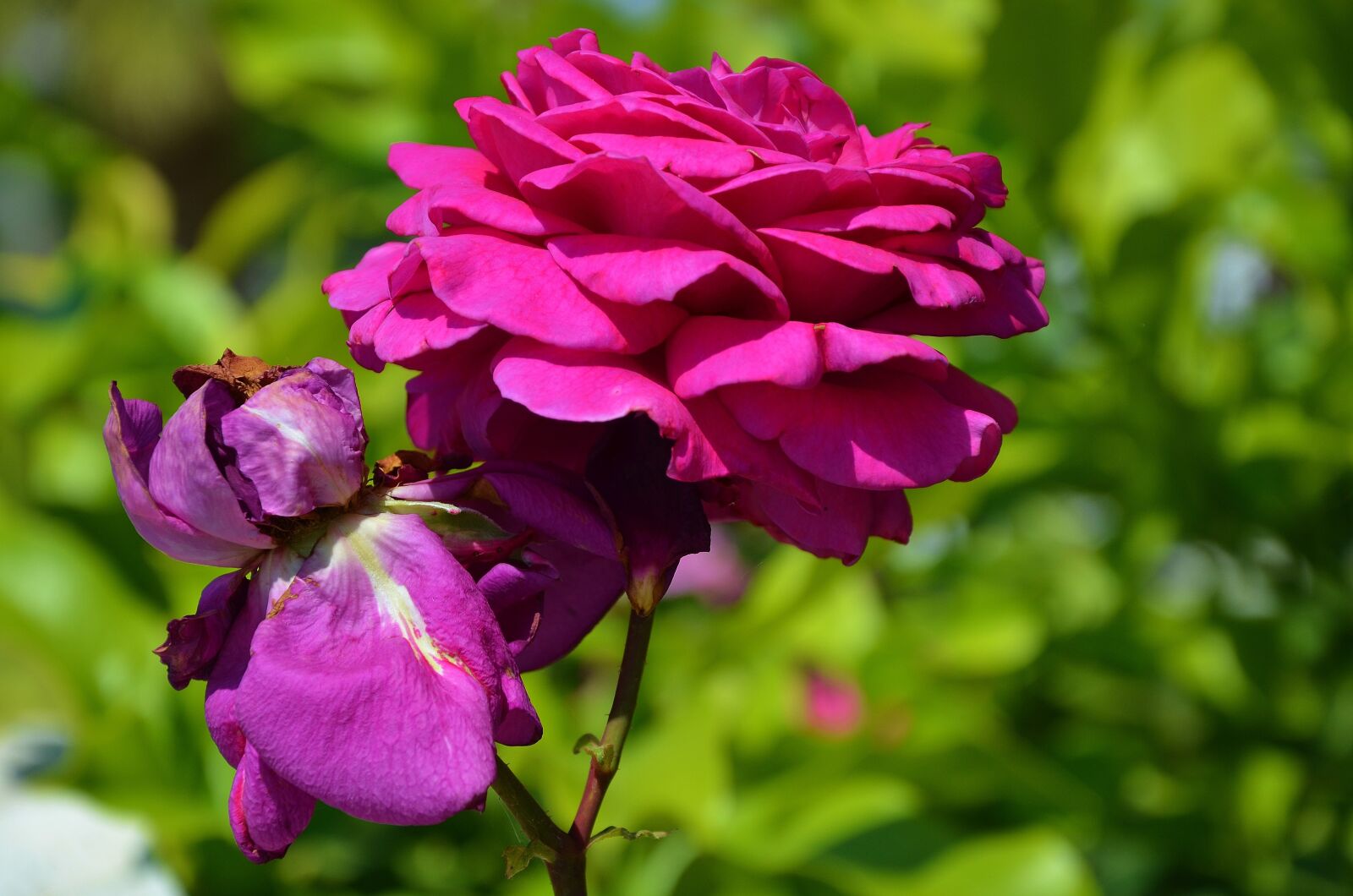 Nikon D7000 sample photo. Rose, flower, spring photography