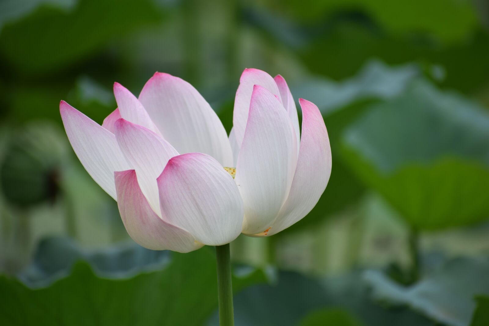Nikon D3300 sample photo. Lotus, flower, nature photography