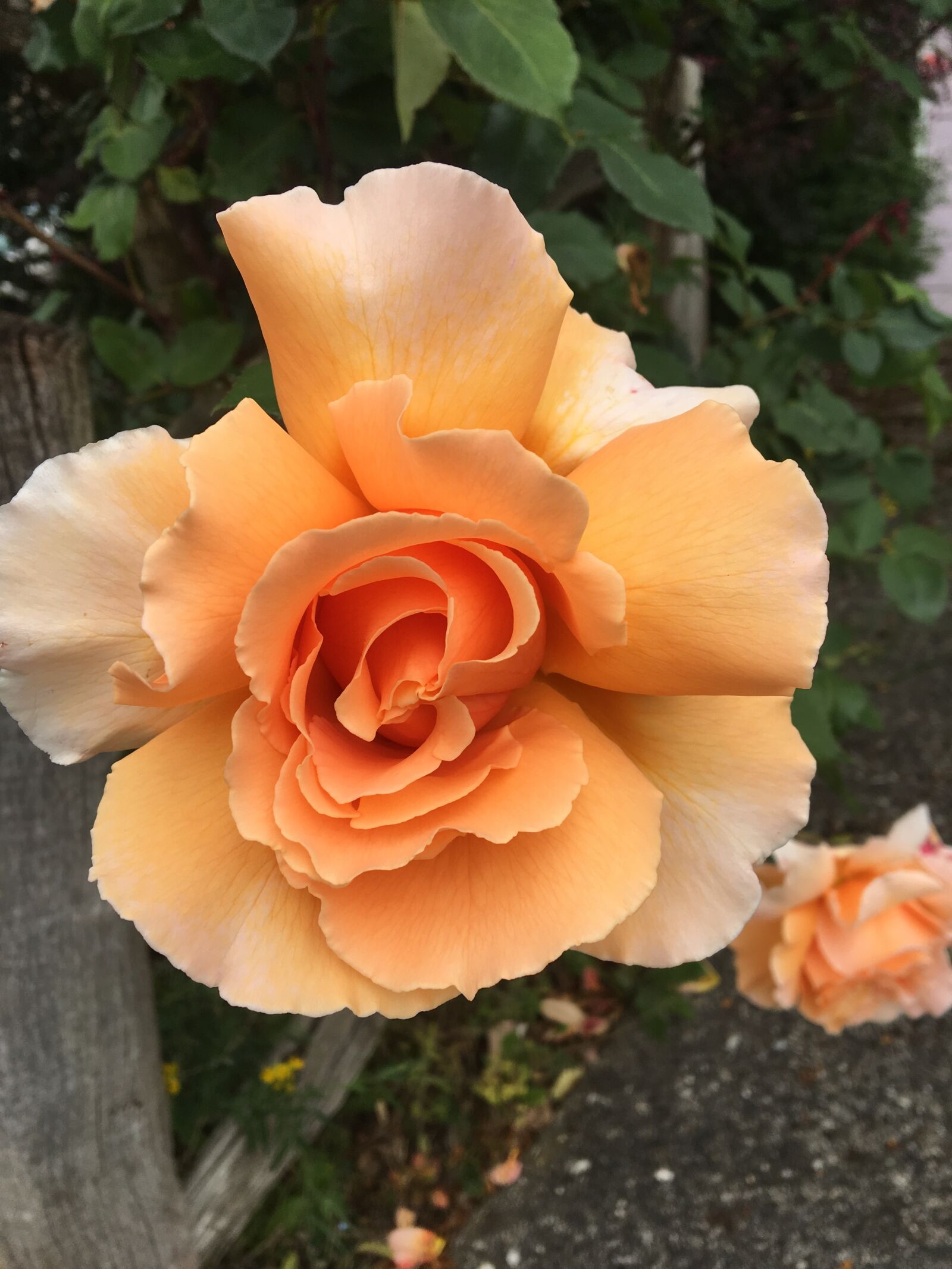 Apple iPhone 6s sample photo. Orange, petals, rose photography