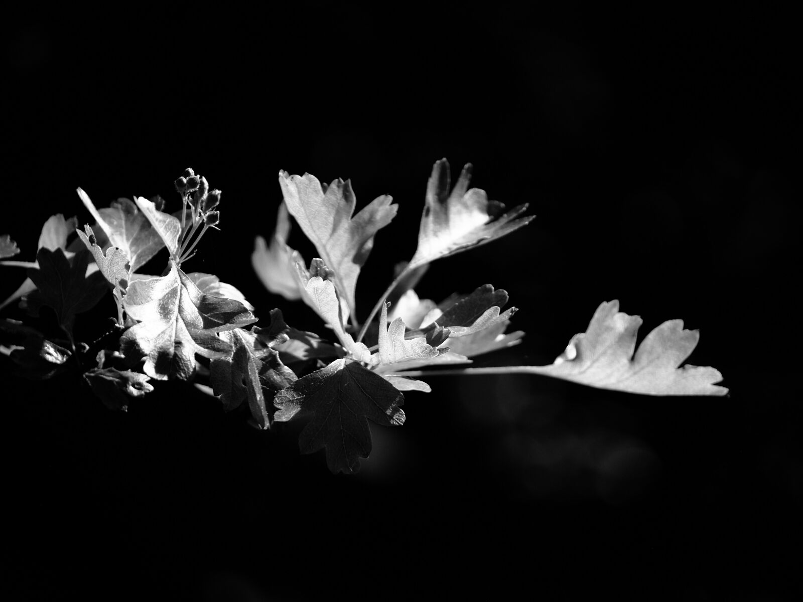 Olympus OM-D E-M10 III sample photo
