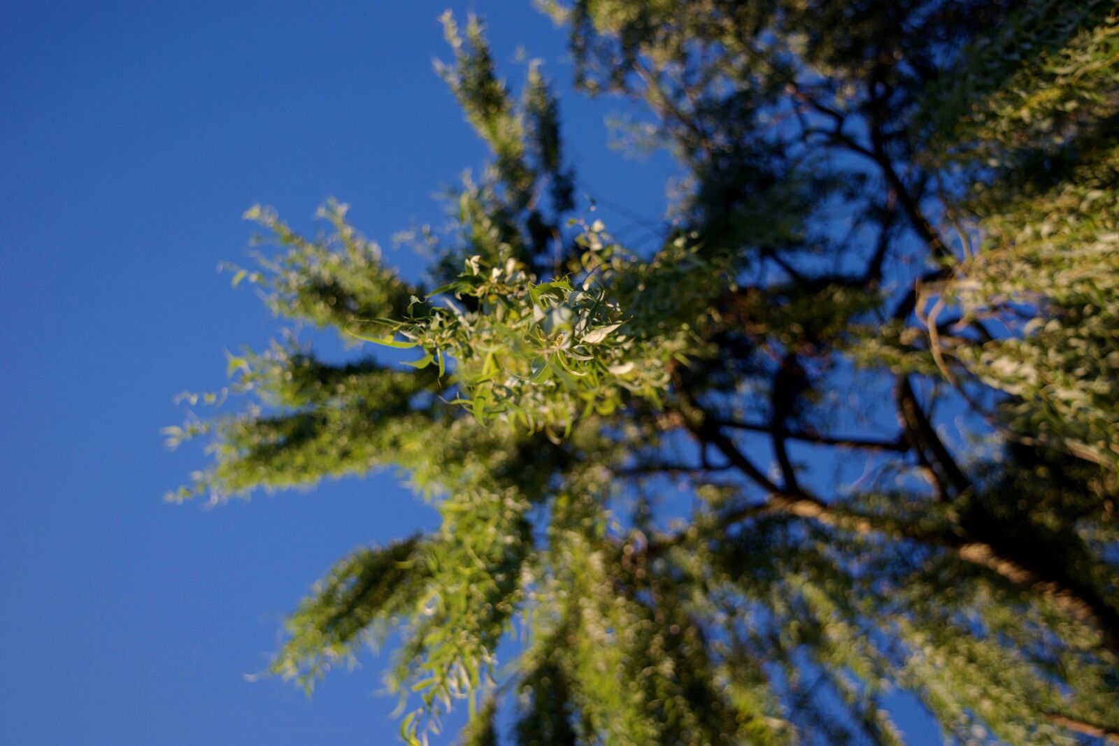Nikon D3300 sample photo. Willow, sky, green photography