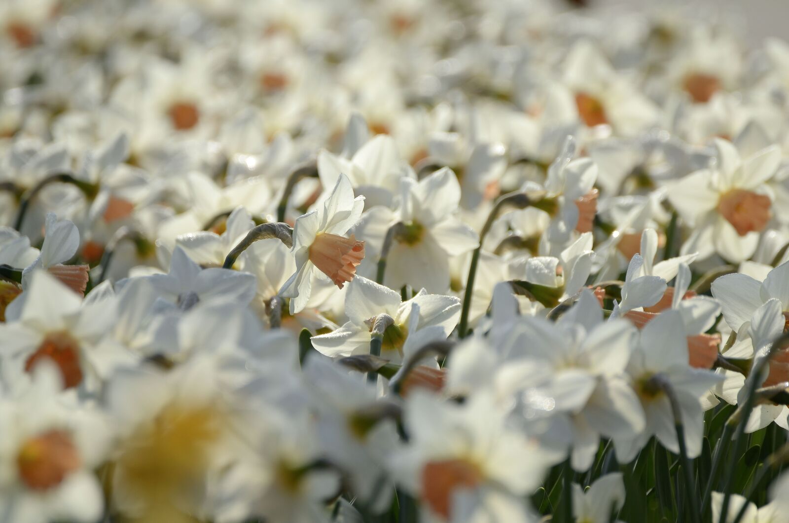 Nikon D7000 sample photo. Spring, flowers, daffodils photography