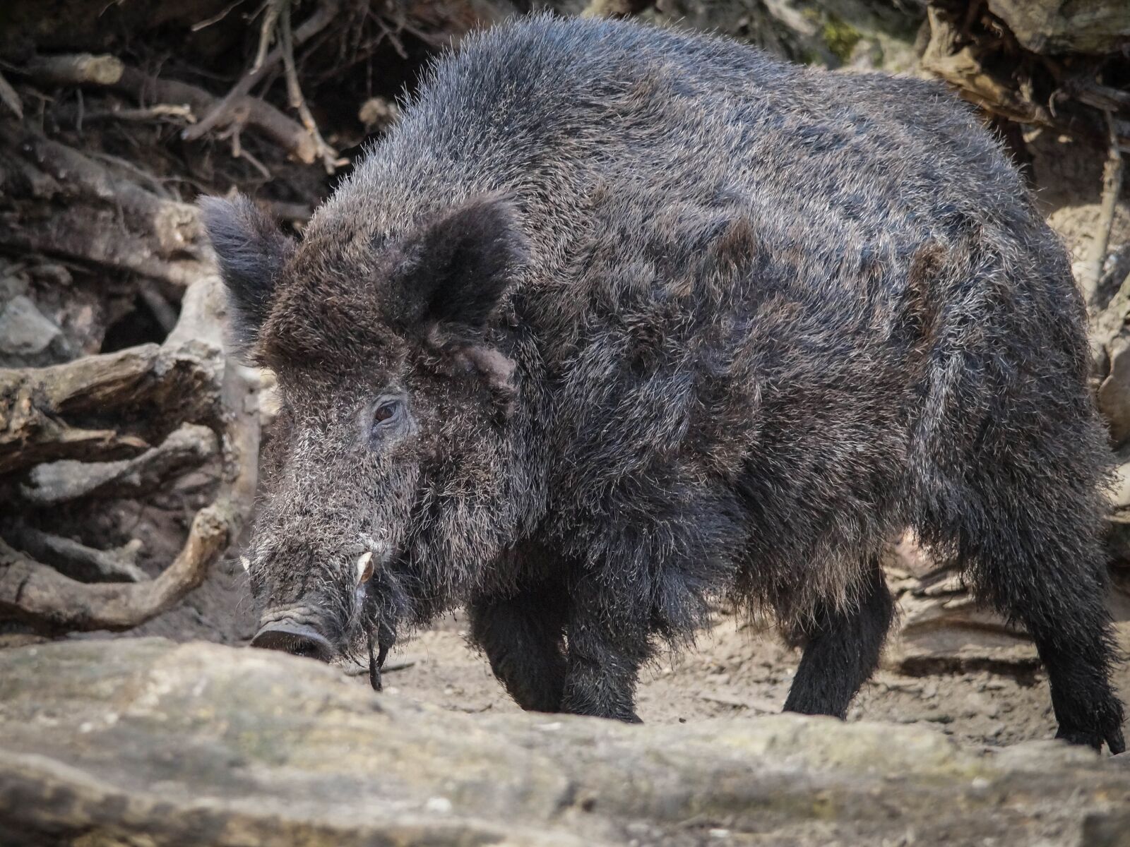Sony SLT-A58 sample photo. Wild boar, zoo, nature photography