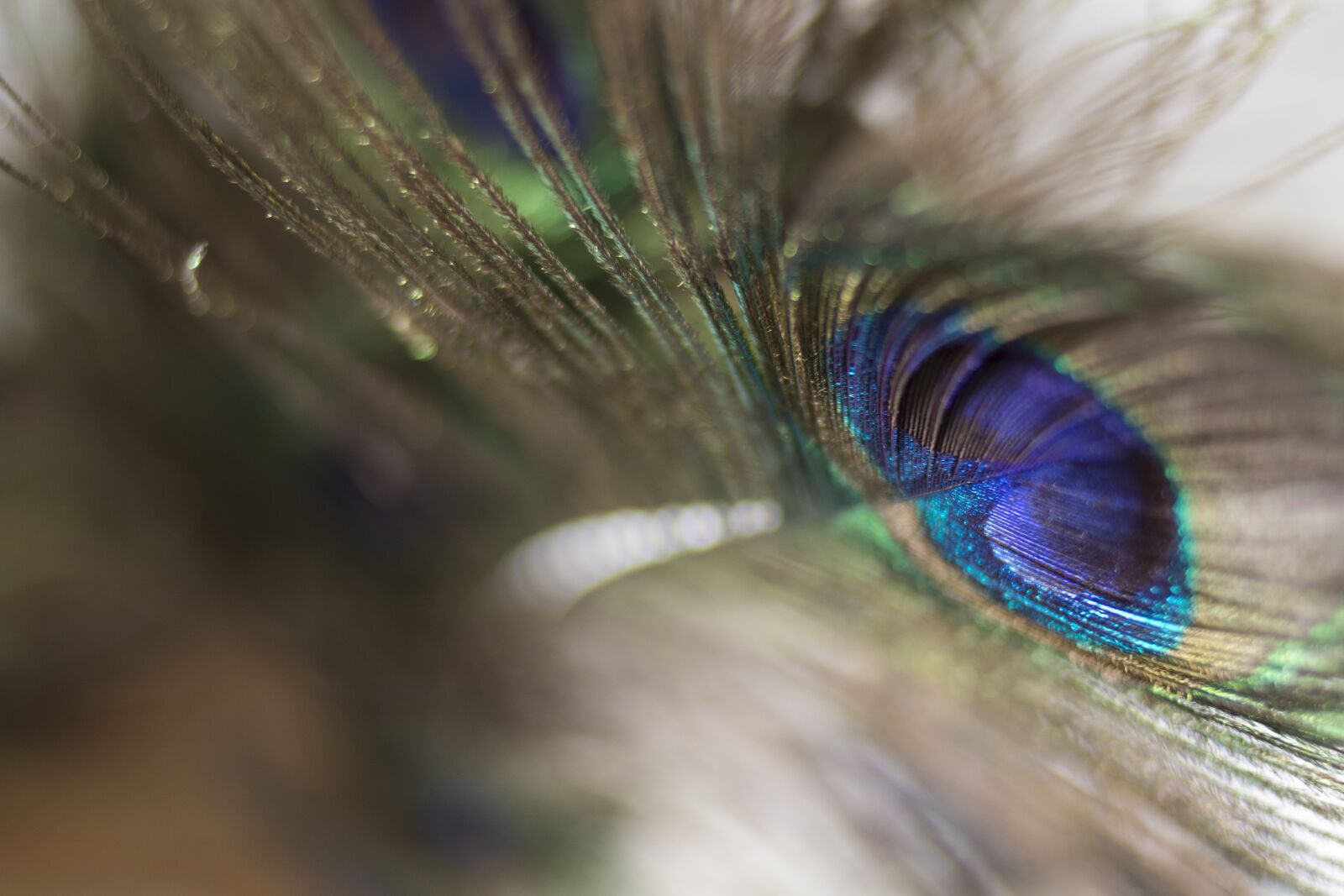 Canon EOS 70D + Canon EF 35mm F2 sample photo. Feather, object, pattern photography