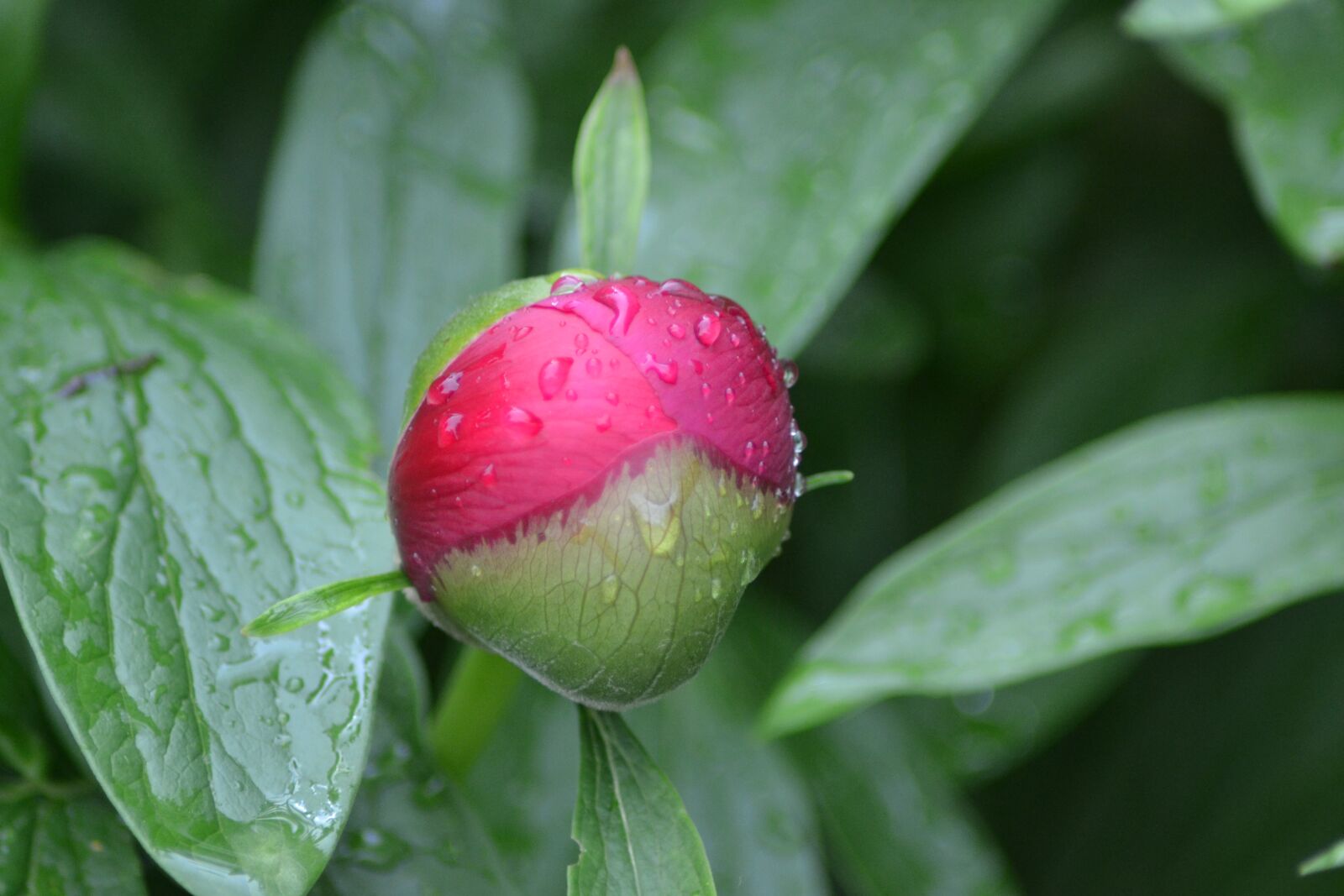 Nikon D3100 sample photo. Flower, peony, hatching photography