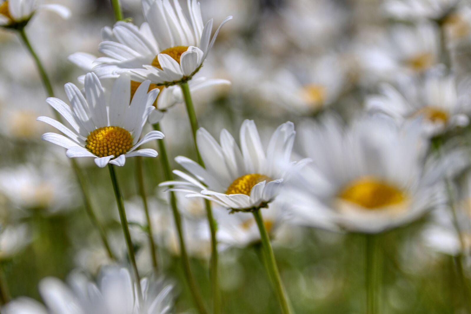 Canon EOS 80D sample photo. Marga renon, flowers, white photography