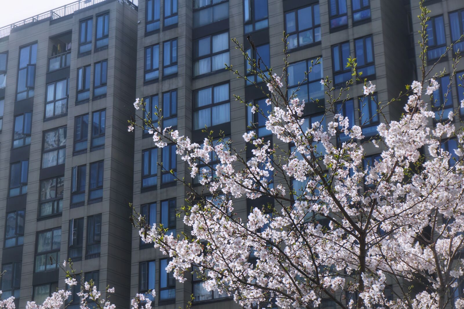 Sony E 16-50mm F3.5-5.6 PZ OSS sample photo. Spring, cozy, cherry blossom photography