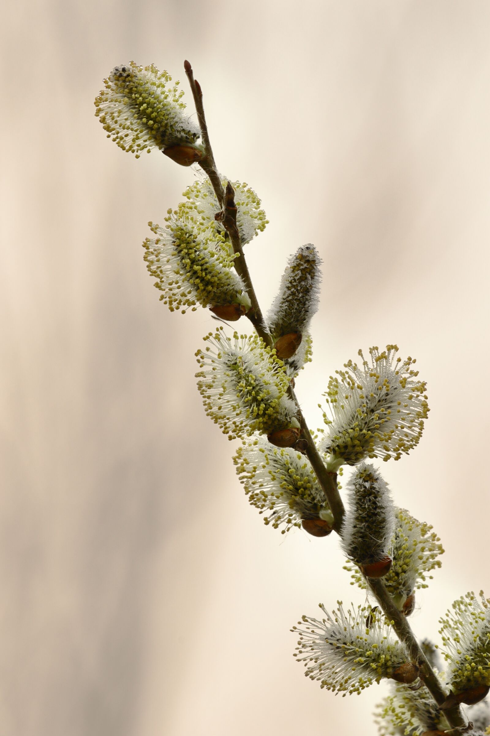 Canon EOS 7D Mark II sample photo. Willow, faye, branch photography