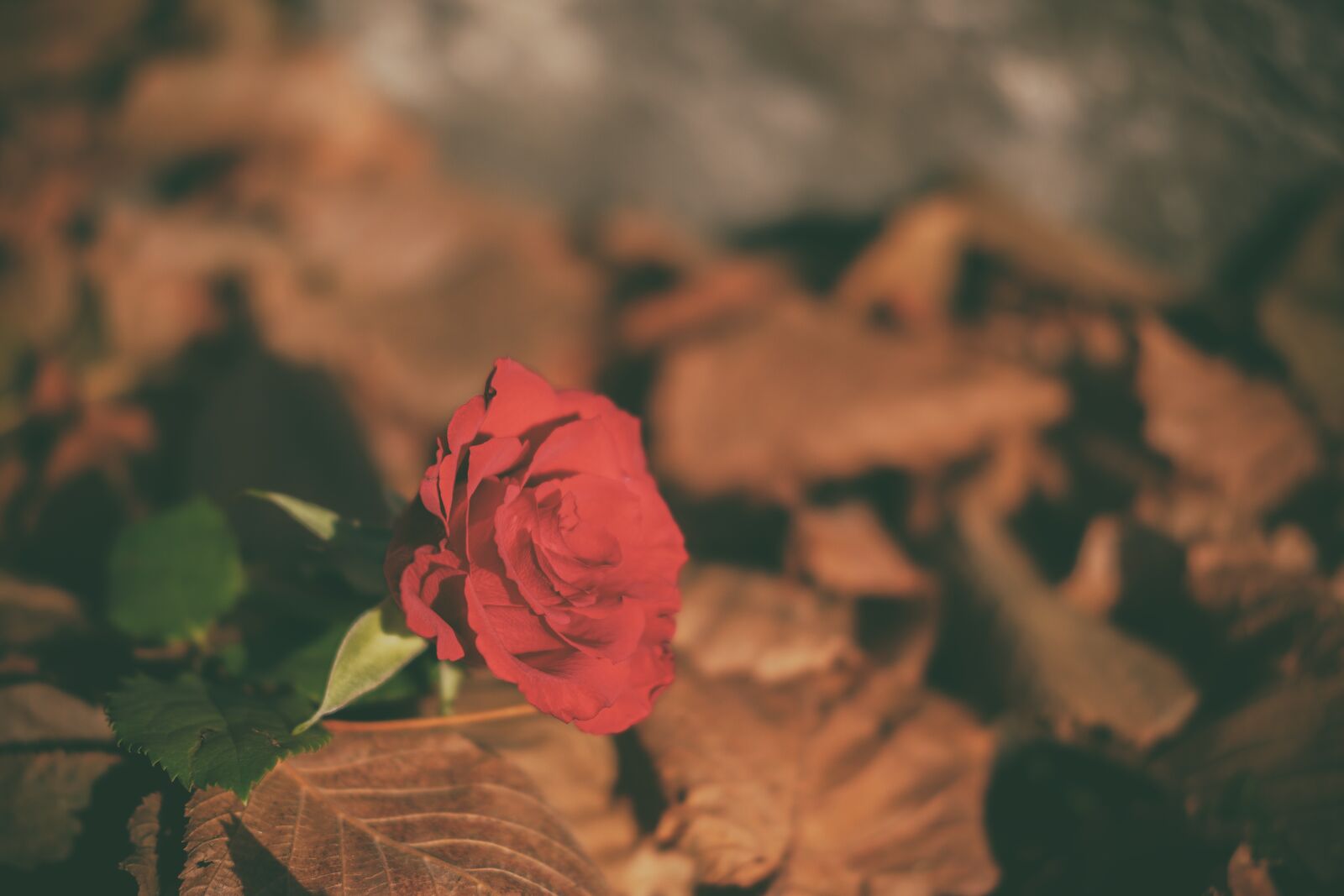 Fujifilm X-T2 + Fujifilm XF 35mm F2 R WR sample photo. Roses, flower, rose bloom photography