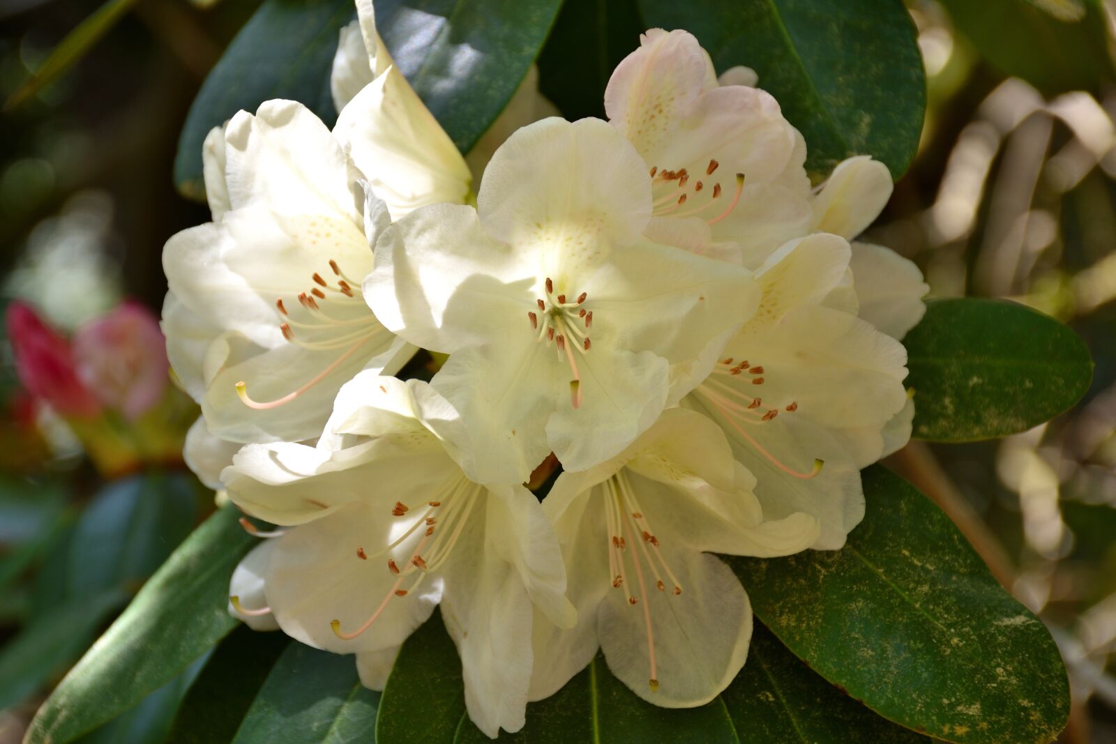Nikon D5500 sample photo. Rhododendron, flower, plant photography