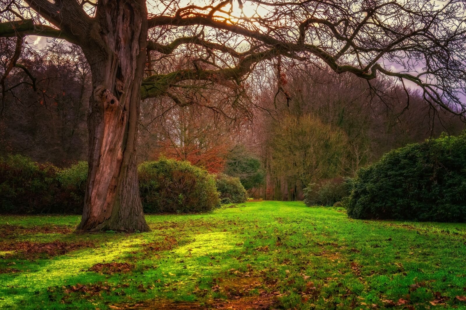 Nikon D3300 sample photo. Sun, backlighting, forest photography