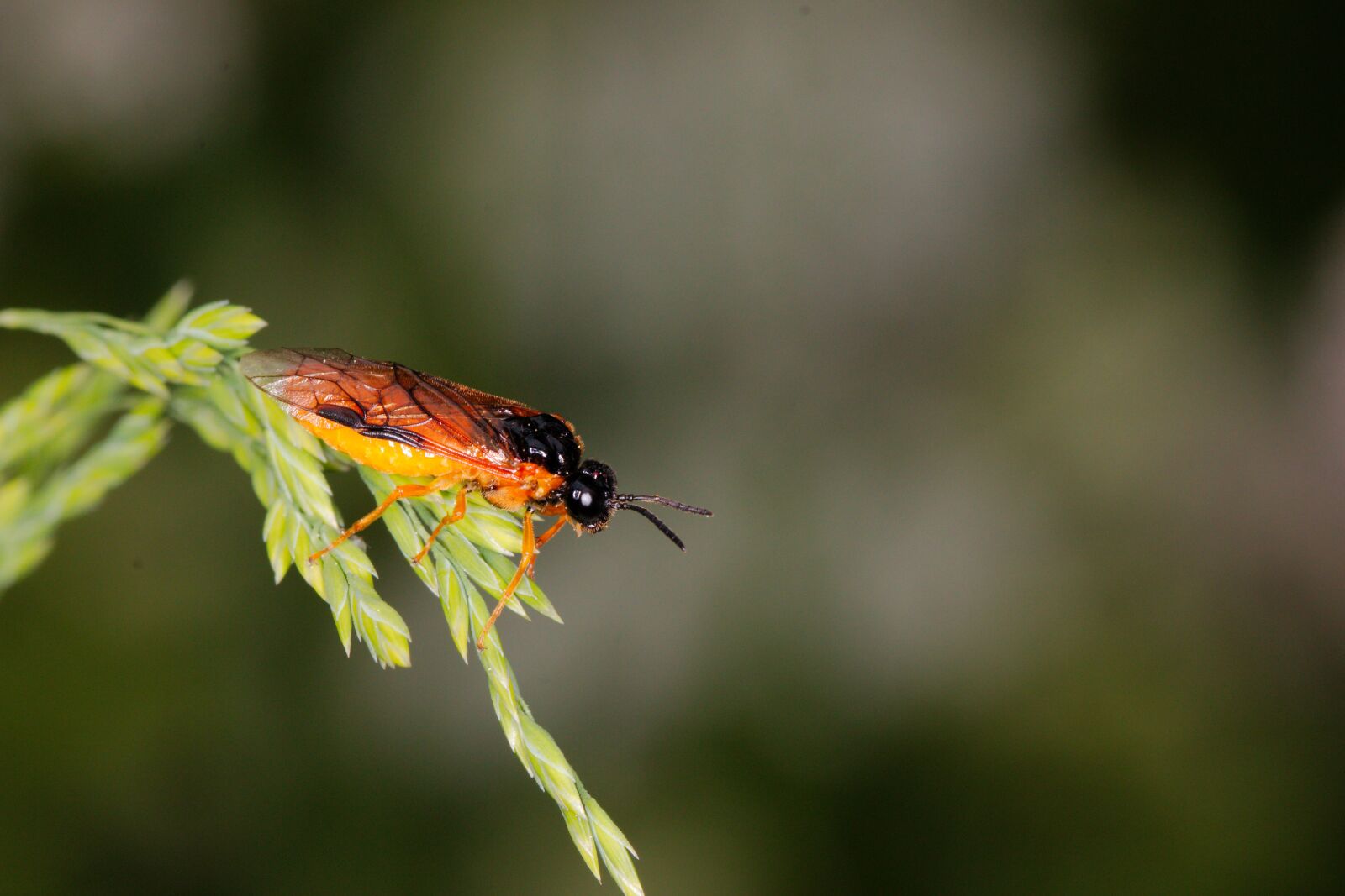 Canon EOS 70D sample photo. Insect, nature, animal world photography