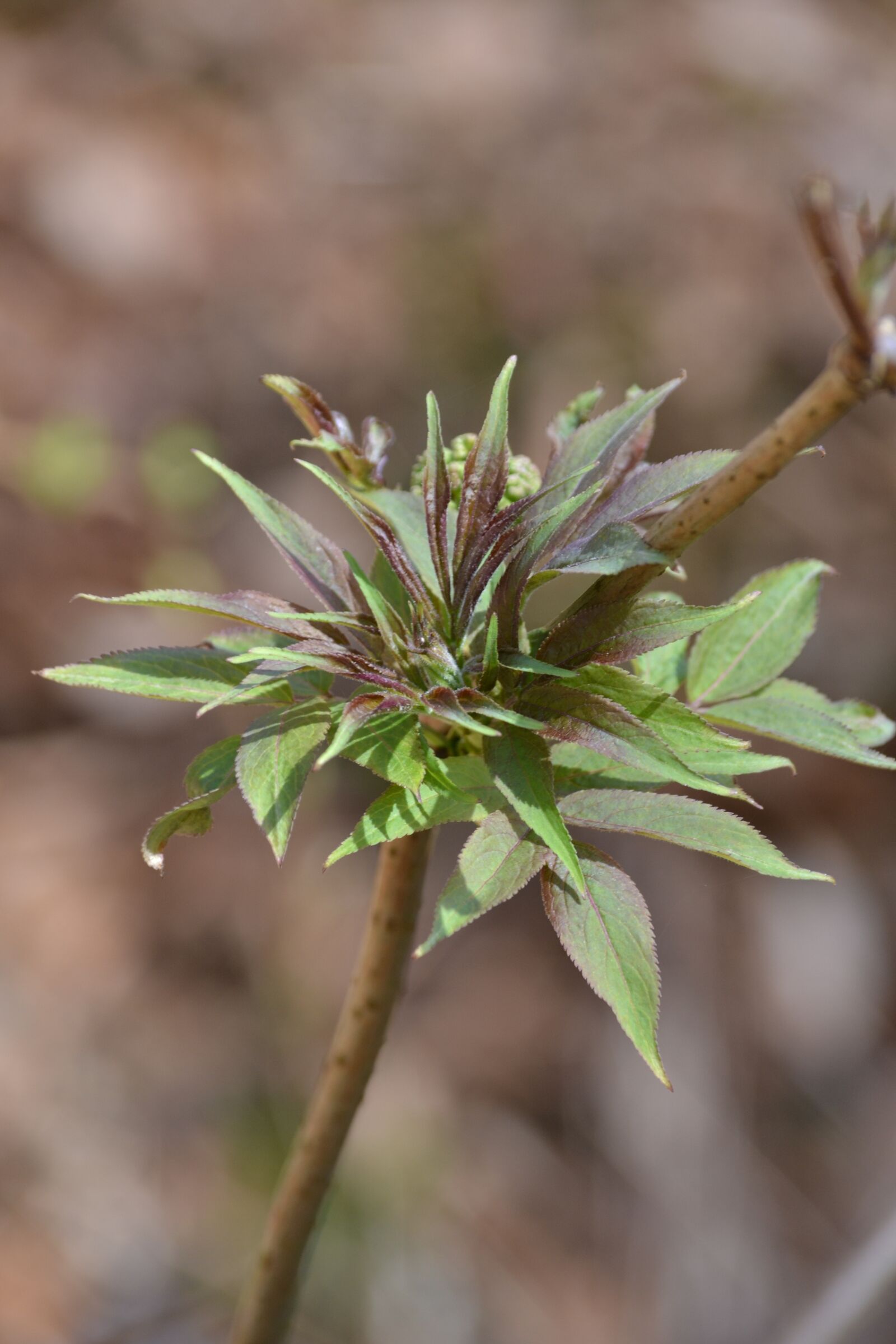 Nikon D3100 sample photo. Leaf, nature, plant photography