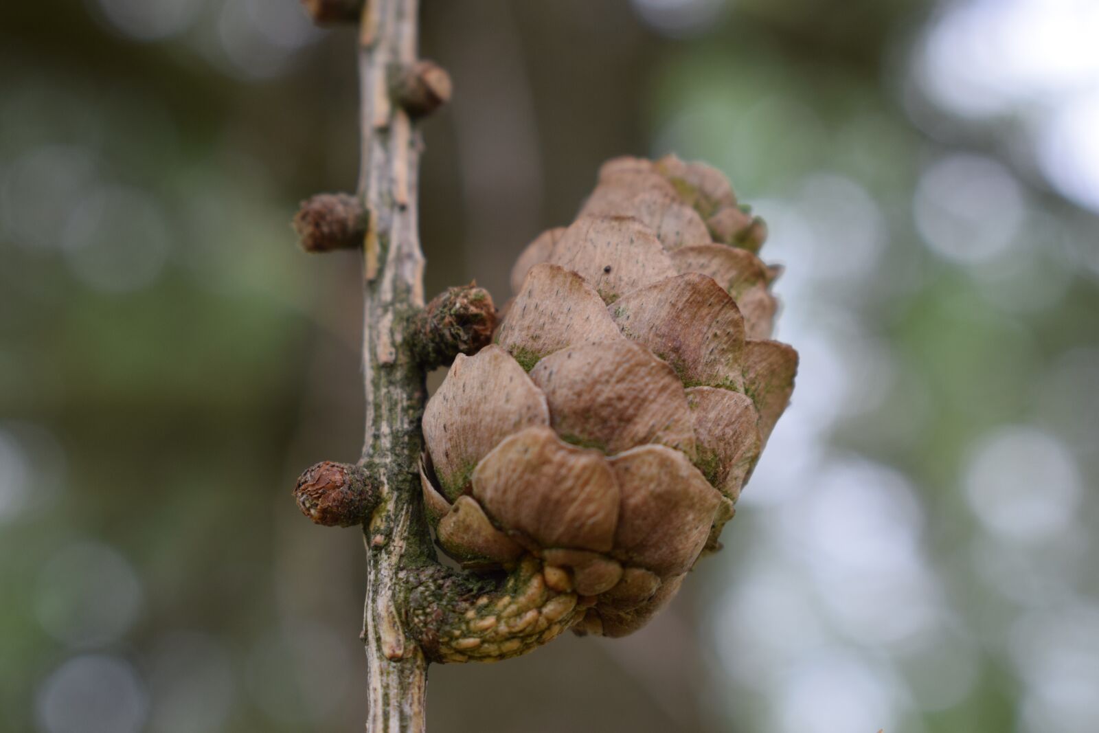 Nikon D3300 sample photo. Cone, tree, nature photography
