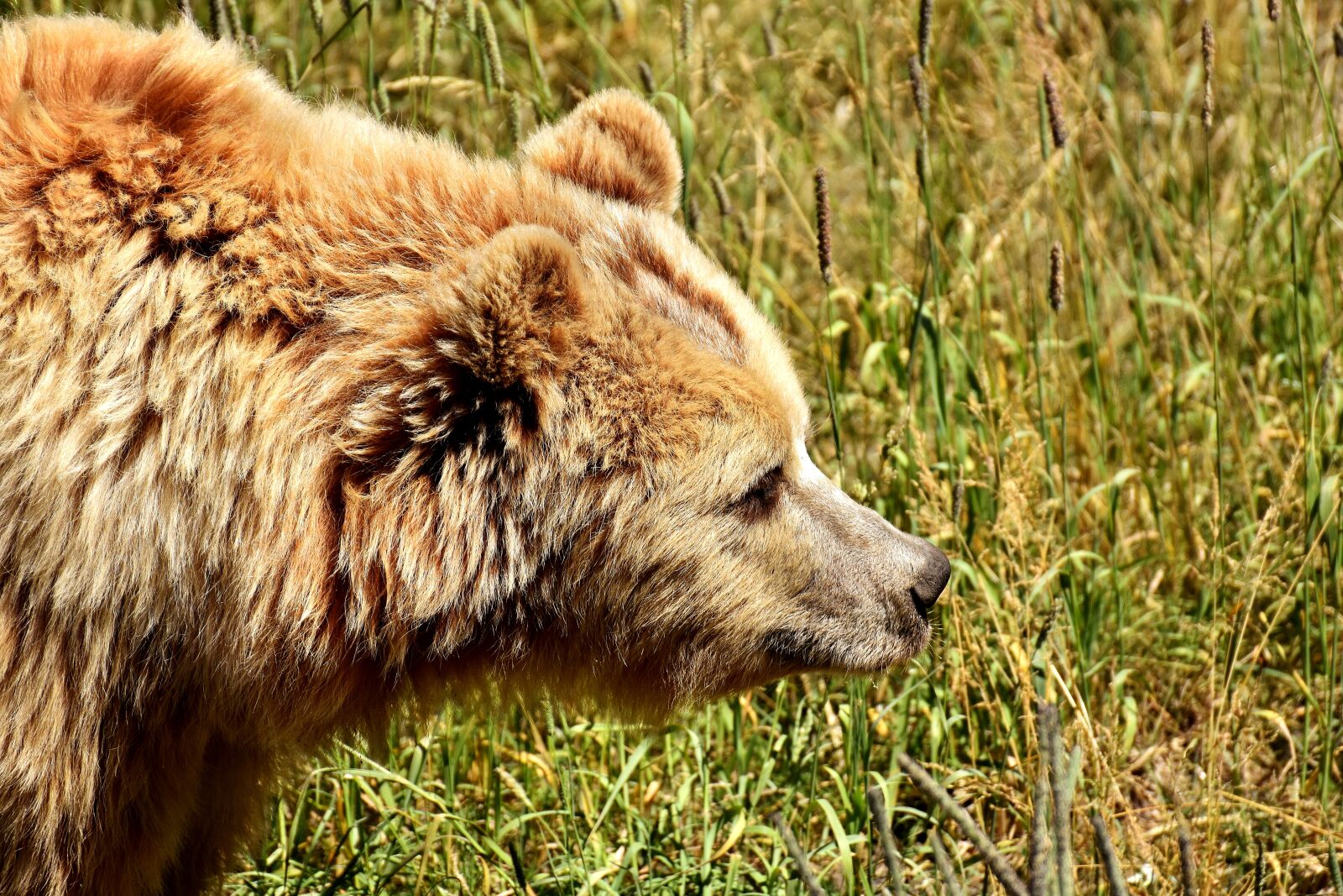Nikon D7200 sample photo. European brown bear, bright photography