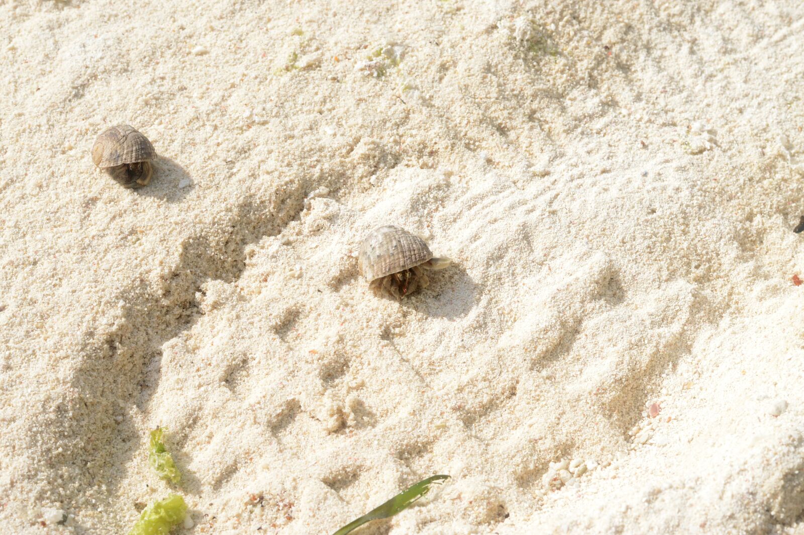 Nikon D3200 sample photo. Sand beach, parasitic crab photography